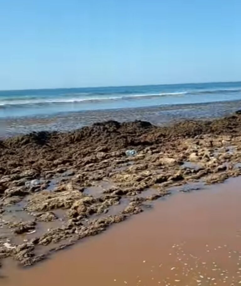 زحف الطحالب الميتة يحاصر شواطئ الشمال.. والقلق يتصاعد : هل هي خطيرة على الصحة؟