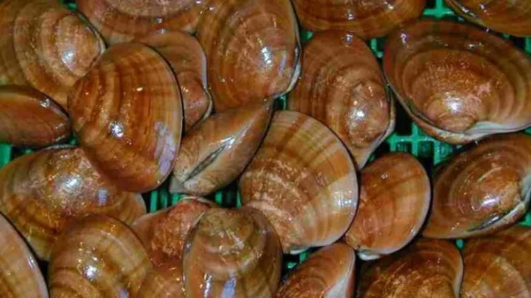 المعهد البحري بطنجة يفتح ملف استكشاف مناطق جديدة للصدفيات بالمتوسط