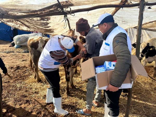 القصر الكبير تستفيد من قافلة طبية بيطرية لمعالجة وتلقيح الماشية المتضررة من الفيضانات