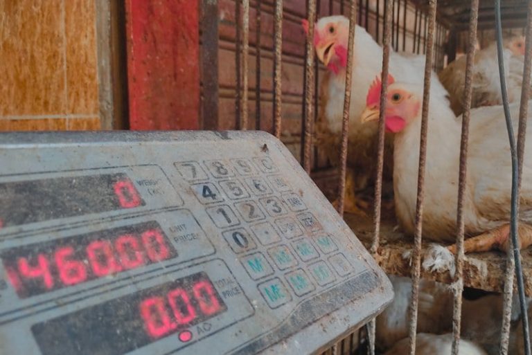 أصابع الاتهام تتجه لـ”الشناقة”.. كيف يبتلع الوسطاء انخفاض أسعار الدجاج؟