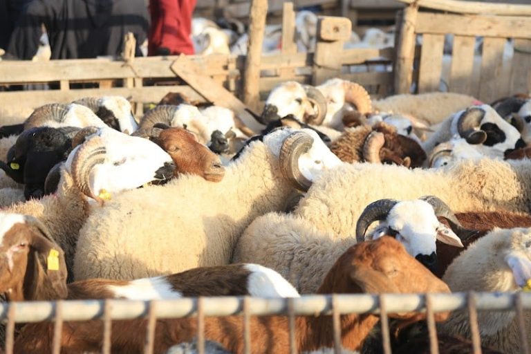 حرب إيران تثير مخاوف “الكسابة” من ارتفاع أسعار أضاحي العيد بالمغرب