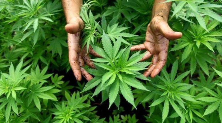 حصيلة 2025 لتقنين “الكيف”.. الإنتاج يتجاوز 19 ألف قنطار والتراخيص تصل إلى 5700