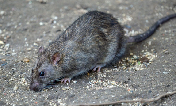 حي “المرس أشناد” بطنجة تحت رحمة “غزو” الجرذان.. وطفلة في المستعجلات!