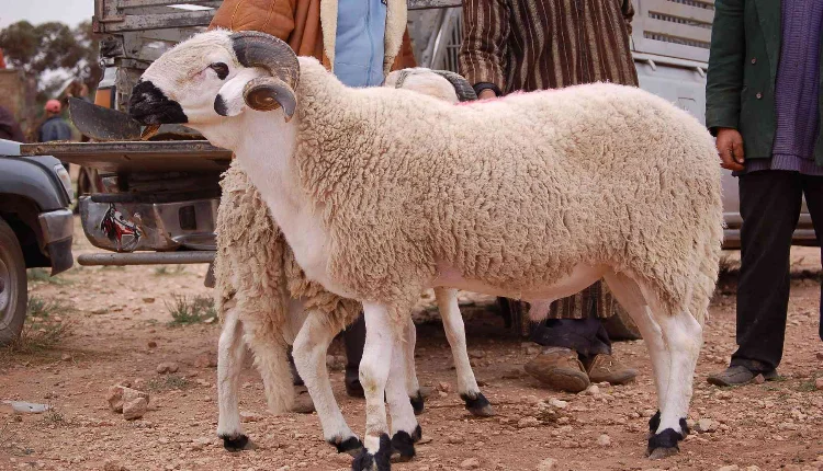 الحكومة تعلن عن إجراءات جديدة للحد من التلاعب بأسعار أضاحي العيد