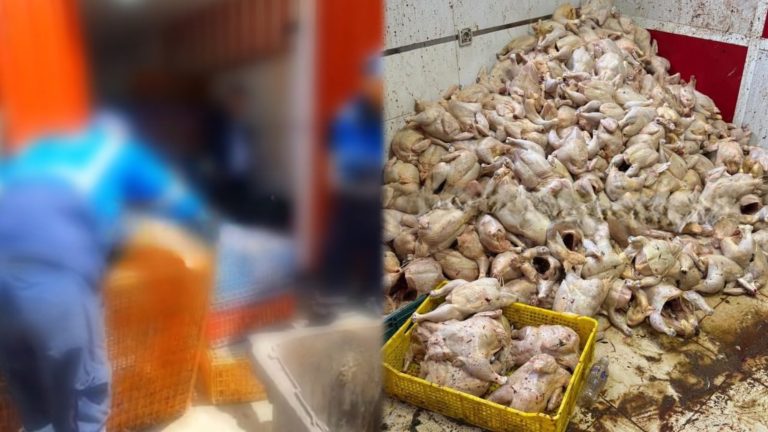 طنجة.. حجز طن من الدجاج الفاسد بمنطقة العوامة