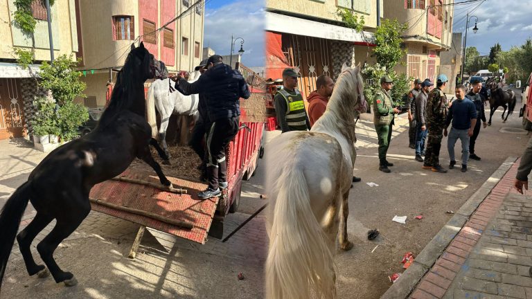 سلطات طنجة تتحرك لإنهاء “فوضى الخيول” بحي مغوغة