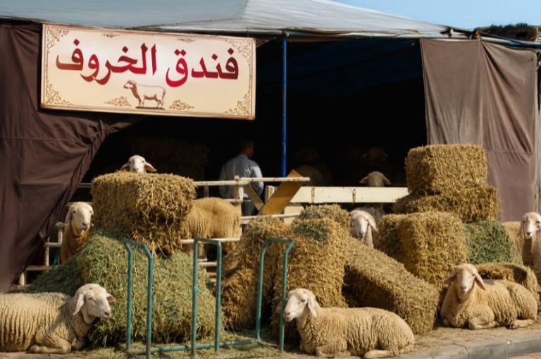 تطوان.. إحداث “فندق للماشية” لاستقبال أضاحي سكان الشقق والعمارات